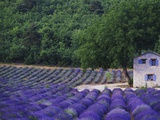 Fields of Lavender by Rustic Farmhouse