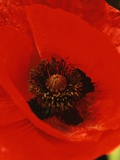 Poppy
