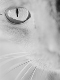 Cat's Eye