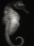 Seahorse