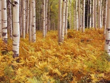 Buy Aspen Forest in Golden Colored Ferns at AllPosters.com