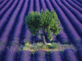 Buy Tree in Lavender Field at AllPosters.com