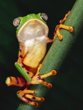 Buy Barred Leaf Frog on Plant Stem at AllPosters.com