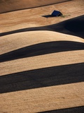 Buy Wheat Fields on the Palouse Hills at AllPosters.com