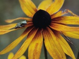 Wildflower with Frog