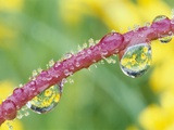 Flowers Reflected in Dew Drops