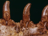 Teeth of a Megalosaurus
