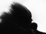 Buy Head Fur of Standard Poodle at AllPosters.com