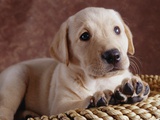 Yellow Lab Puppy in Basket