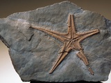 Buy Fossilized Starfish at AllPosters.com