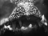Buy Alligator Teeth at AllPosters.com