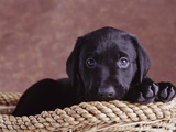 Black Lab Puppy in Basket