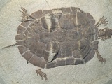 Eocene Echmatemys Fossil Turtle