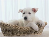 German Shepherd Pup Resting in a Wicker Basket