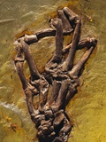 Monkey Hand Fossil