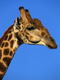 Red-Billed Oxpecker on Giraffe
