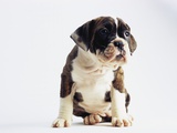 Bulldog Puppy