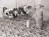 Chihuahua Feeding Her Pups