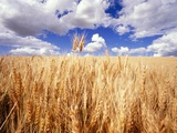 Buy Wheat Field Growing Beneath Puffy Clouds at AllPosters.com