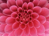Buy Hot Pink Dahlia Flower at AllPosters.com