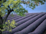 Lavender Fields in France