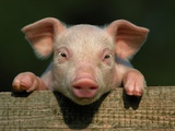 Piglet Looking over Fence
