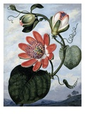 Buy The Winged Passion Flower at AllPosters.com