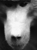Buy Baboon Face at AllPosters.com