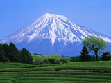 Green Tea Field and Mount Fuji