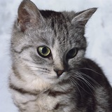 Grey Tabby Kitten