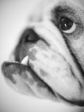 Face of a Bulldog
