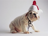Bulldog Puppy Wearing Santa Hat