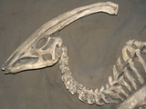 Buy Parasaurolophus Dinosaur Fossil at AllPosters.com
