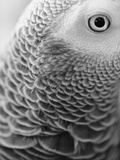 Close-up of Feathers and Eye of an African Grey Parrot