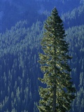 Douglas Fir in Mount Rainier National Park
