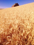 Wheat Field