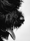 Buy Furry Dog Panting at AllPosters.com