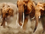 African Elephants Photographic Print