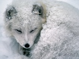 Arctic Fox Sleeping in Snow