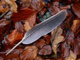 Buy Wood Pigeon Feather Amongst Fallen Leaves at AllPosters.com