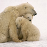 Polar Bear Mother and Cubs Cuddling