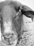 Sheep's Face