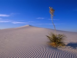 Yucca and Dunes, White Sands National Monument