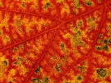Buy Detail of Autumn Maple Leaf at AllPosters.com