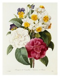 Bouquet of Camellias, Narcissus, and Pansies