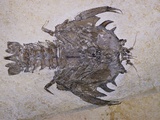 Buy Eryon Arctiformis Crab Fossil at AllPosters.com