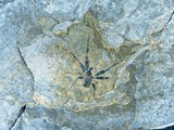 Male Spider Fossil from Messel Site