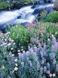 Stream Flowing Past Wildflowers