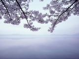 Buy Lake Tazawa and Cherry Blossoms at AllPosters.com