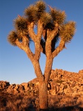 Buy Joshua Tree in Sunlight at AllPosters.com